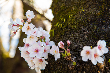 桜の花と青空