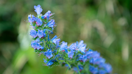 Blue flowers on tiki trail in Queenstown New Zealand