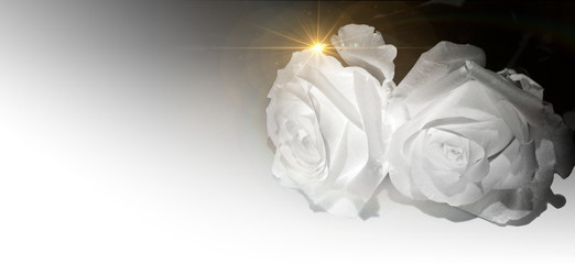 White roses on a white background with golden rays. Condolence card. Empty place for emotional,...