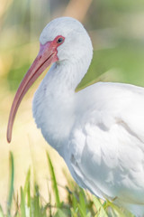 White Ibis on grass during sunny day