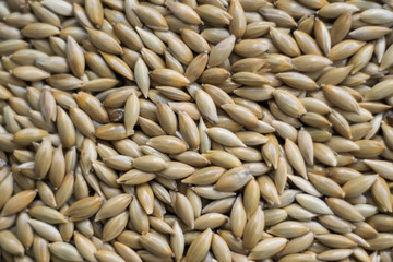 sunflower seeds background