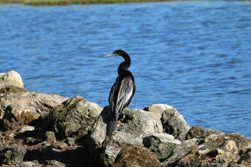 Anhinga_17