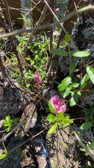 ピンクの梅の花。春の庭の光景。日本の四季