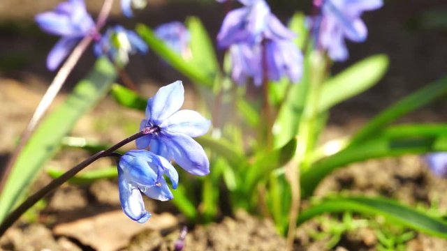 Bluebell flowers grow in the spring sunny garden