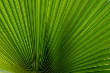 Botanical Leaf Background