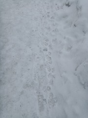 Obraz premium Snowy road with traces of dog and people spring and winter abstract background with copy space