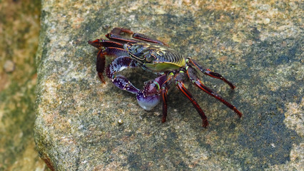 Crab - colourful