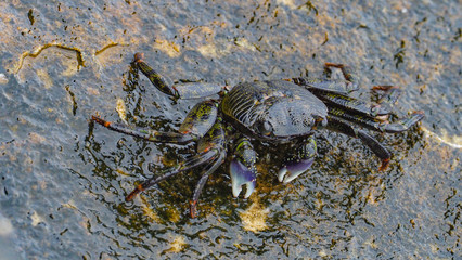 Crab - colourful