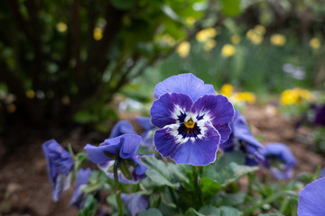 Pansy Flowers in the Garden