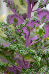 Obraz premium Ornamental Kale Plant