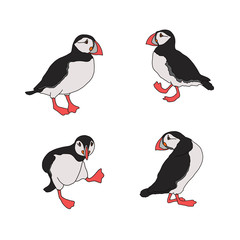 Vector illustration of the Atlantic puffin. Set of funny Northern birds isolated on a white background in cartoon style . For banners, textiles, website design, web pages and children's design.