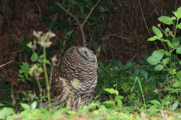 Barred Owl_8879