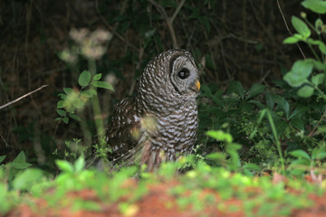 Barred Owl_8882