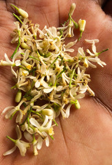 Neem Flowers