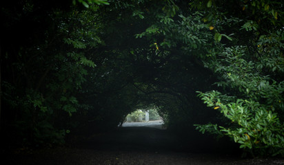 Tunnel in trees at Larnach Castle in Dunedin New Zealand