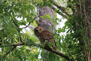 Barred Owl_8886