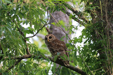 Barred Owl_8894