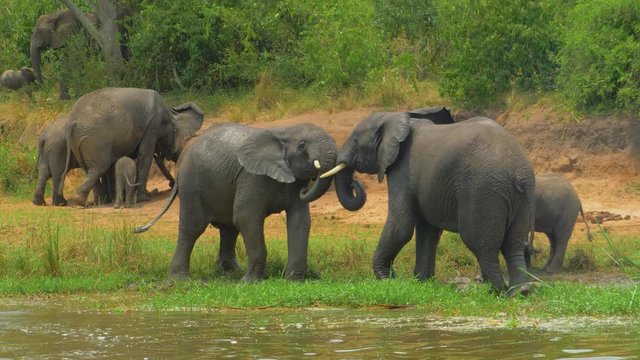 Two young African elephants fight epic on the shore near the river. Adults watch what is happening and pour mud for cooling.  African safari. Long shot on a telephoto lens. Kasese, Uganda. 