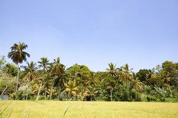 Fototapeta premium Panorama of a rice field with palm trees on a sunny day.