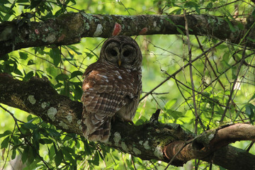 Barred Owl_8905