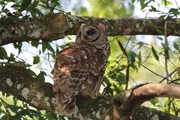 Barred Owl_12