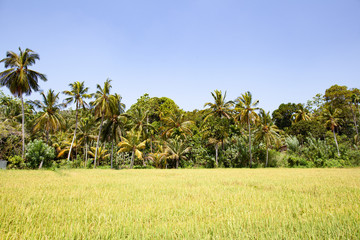 Panorama of a rice field with palm trees on a sunny day.