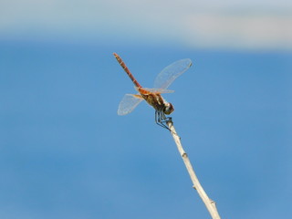 A dragonfly, or red veined darter, or Sympetrum fonscolombii, in Attica, Greece