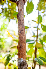 Canella tree grows in Sri Lanka.