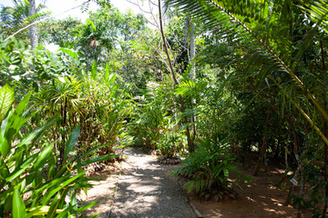 Walkway through the jungle in Sri Lanka.