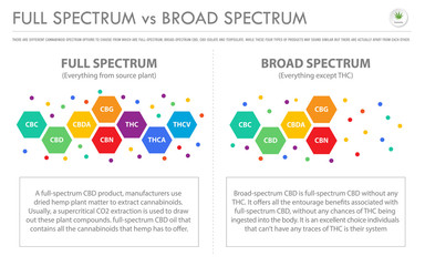 Full Spectrum vs Broad Spectrum horizontal business infographic illustration about cannabis as herbal alternative medicine and chemical therapy, healthcare and medical vector. - obrazy, fototapety, plakaty