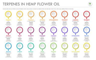 Terpenes in Hemp Flower Oil with Structural Formulas horizontal business infographic illustration about cannabis as herbal alternative medicine and chemical therapy, healthcare and medical vector.