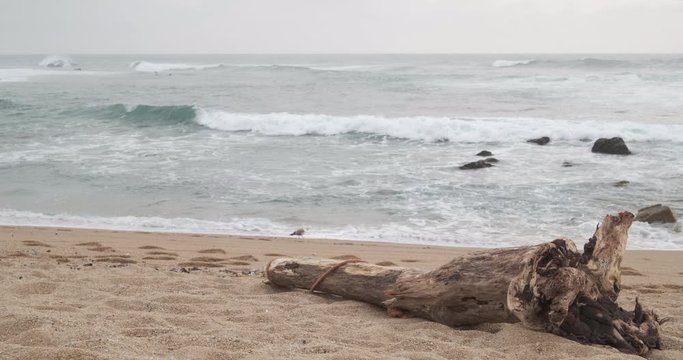 Driftwood log lying on beach as waves break in background and birds walk along the sand