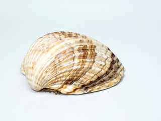 Fototapeta premium Corrugated shellfish shell. Half shell of cockle