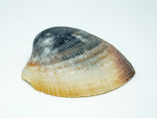 Dark half shell. Fresh Clam isolated on white