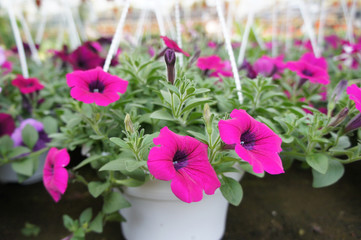 Petunia flowers are planted in pots for sale. The vase can hang and make these flowers a beautiful ornament.