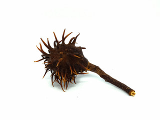 Broken berry of chestnut isolated on white.