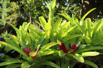 Obraz premium Beautiful red and green leaves