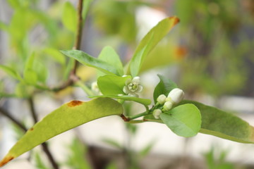 Sisilian lemon tree has several white blossoms on apartment balcony.