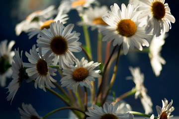 Fototapeta premium yellow flowers on background of blue sky