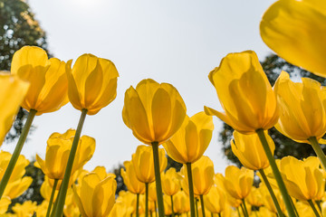 yellow tulips on background of blue sky