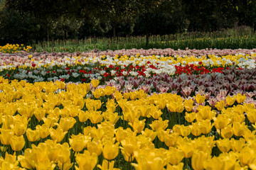 field of yellow tulips