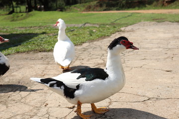 German duck of white and black color.