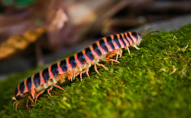 Millipede