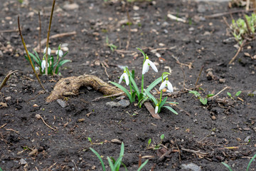 snowdrop is the best spring flower