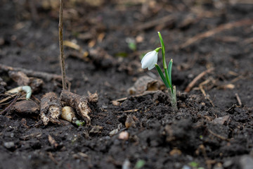 snowdrop is the best spring flower