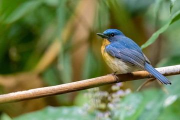 Hill Blue Flycatcher perching on a perch looking into a distance