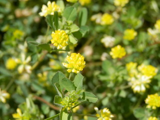 コメツブツメクサの花