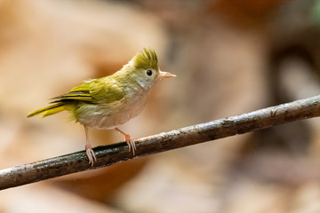 White-bellied Erpornis perching on a perch looking into a distance