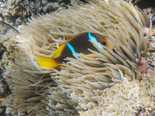 Fototapeta na wymiar blue stripe clownfish in a sea anemone at a shallow reef in fiji
