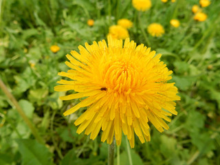 Naklejka premium Close-up yellow bright spring dandelion close-up on a blurry background